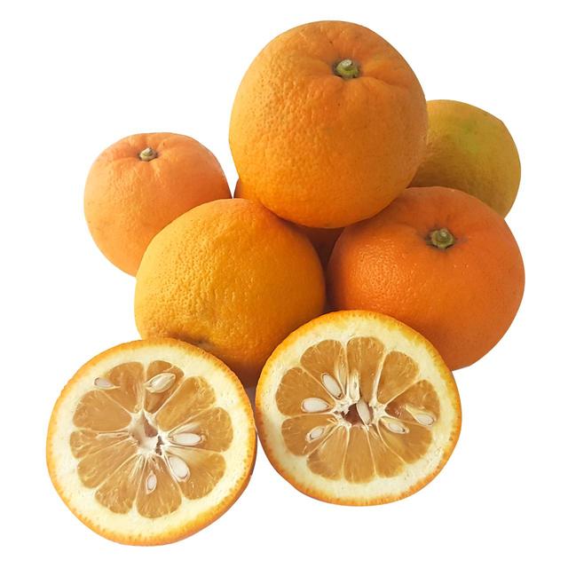 Natoora Organic Unwaxed Seville Oranges for Marmalade, 1kg