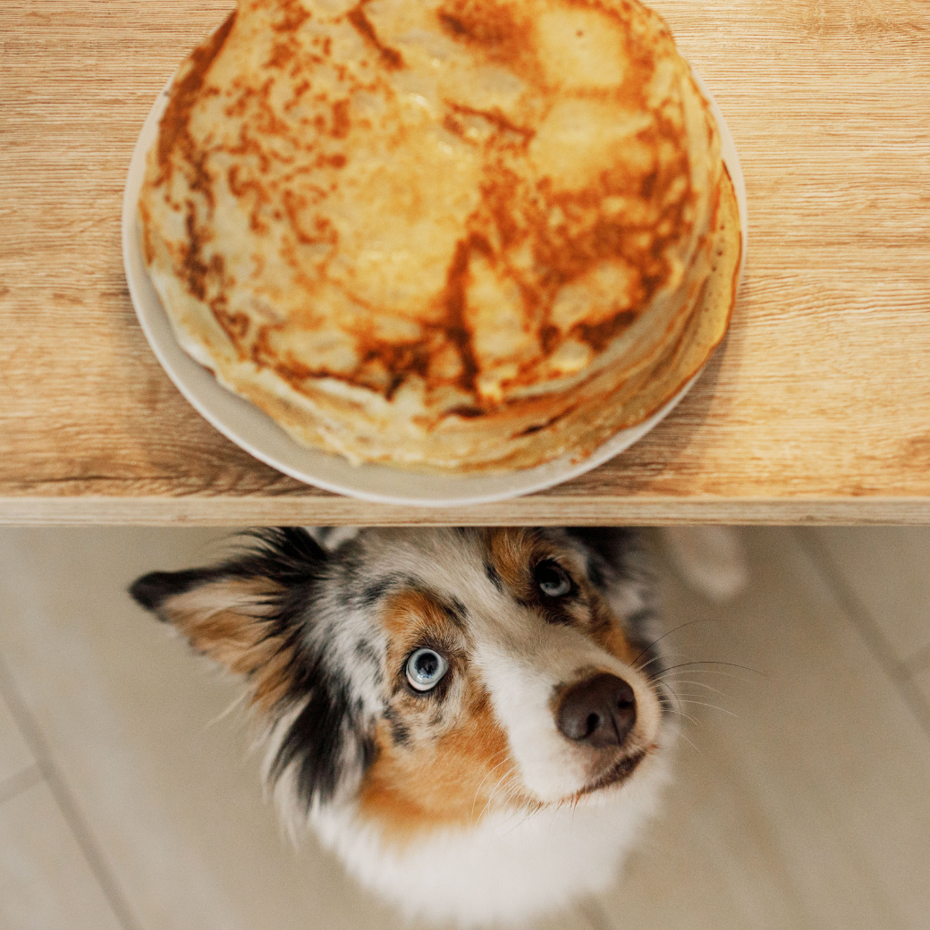 Dog-friendly Pancakes