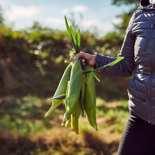 Ocado Corn on the Cob