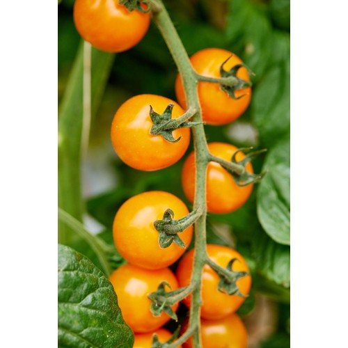 Isle of Wight Tomatoes Growers Discovery