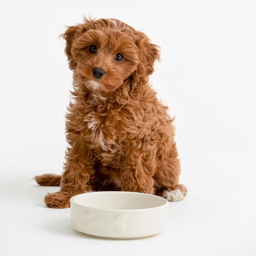 Mason Cash Colour Mix Cream Dog Bowl 15cm