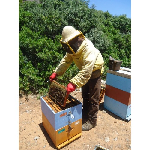 The Greek Kitchen Pine Tree Honey