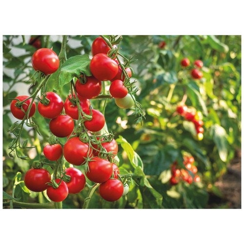 M&S Italian Cherry Tomatoes