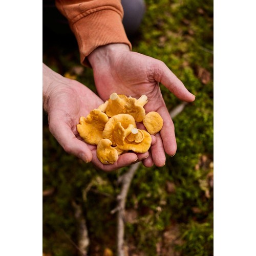 Natoora Wild Girolles Mushrooms