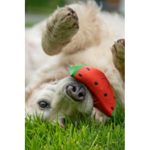 Petface Foodie Faces Watermelon Latex Dog Toy