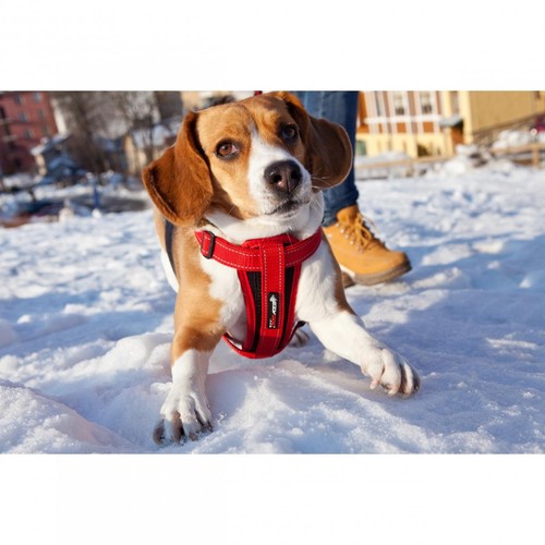 EzyDog Chest Plate Blue Dog Harness Small