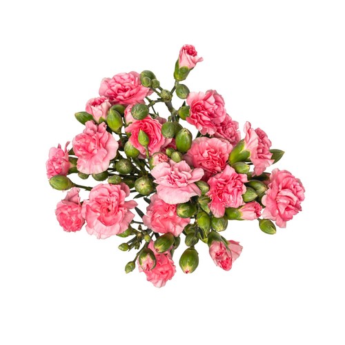 Spray Carnations