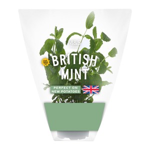 M&S British Mint Pot