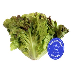 Wholegood Organic British Batavia Lettuce