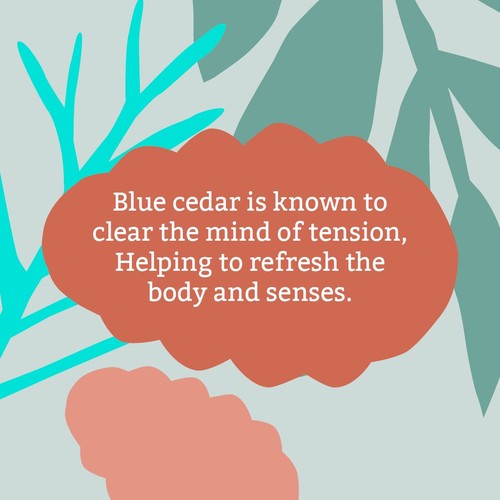 Faith in Nature For Men Blue Cedar Body Wash