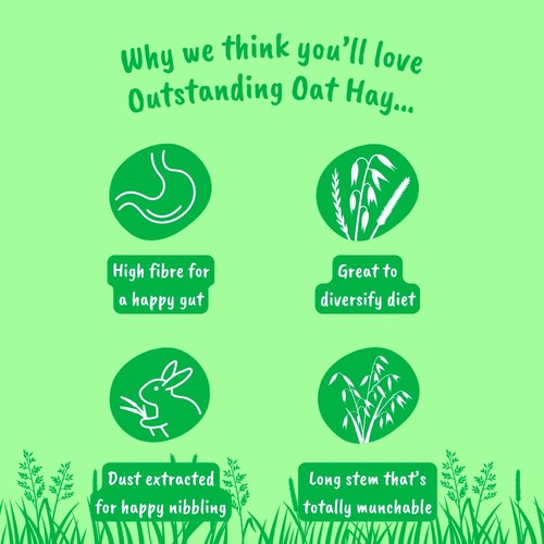 HayDay Outstanding Oat Hay