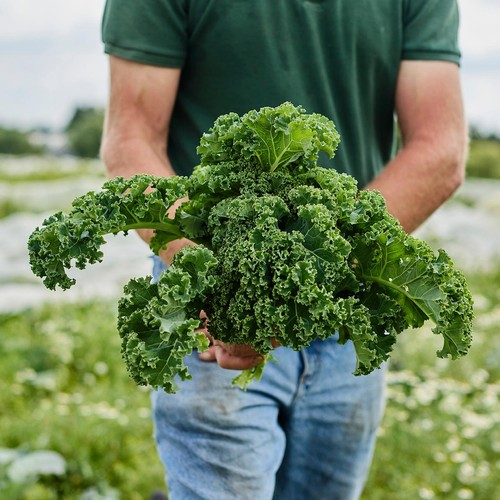 Natoora Organic British Green Kale
