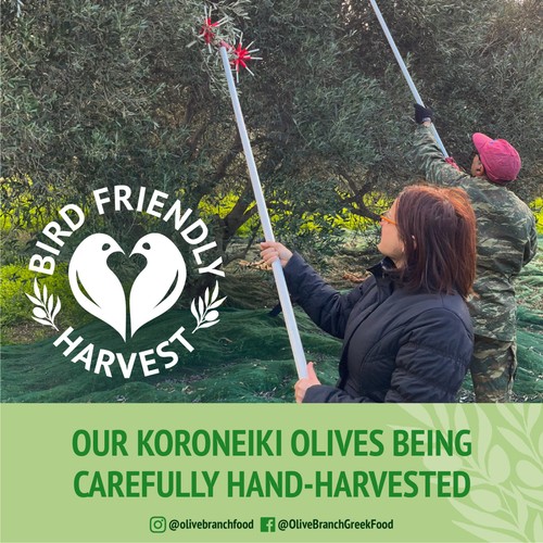 Olive Branch Greek Extra Virgin Olive Oil