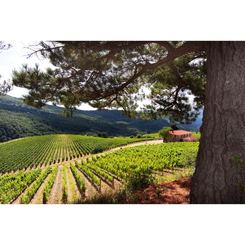 Frescobaldi Pomino Bianco