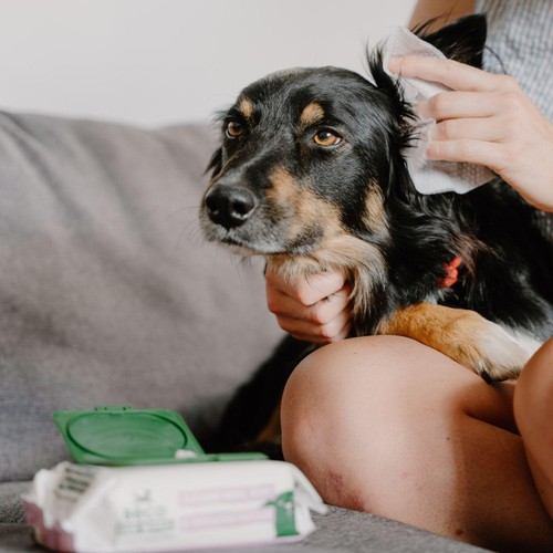 Beco Dog Ear Wipes 70 Pack