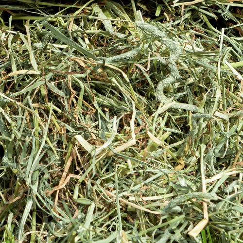 HayDay Tasty Timothy Feeding Hay