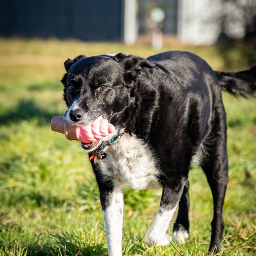 Rosewood Fill 'N' Freeze Icecream For Dogs
