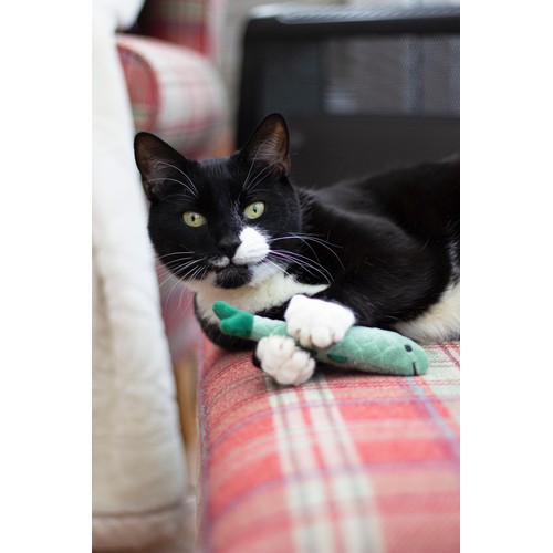 Battersea Daily Catch 
