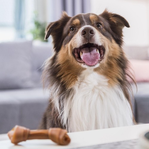 SmartBones Medium Chicken Rawhide Free Bones Dog Treats