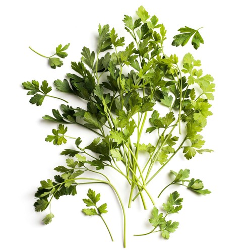 Daylesford Organic Flat Leaf Parsley 