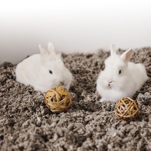 Carefresh Natural Small Pet Bedding