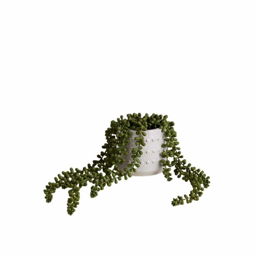 M&S String of Pearls in Bobble Ceramic Pot, Green
