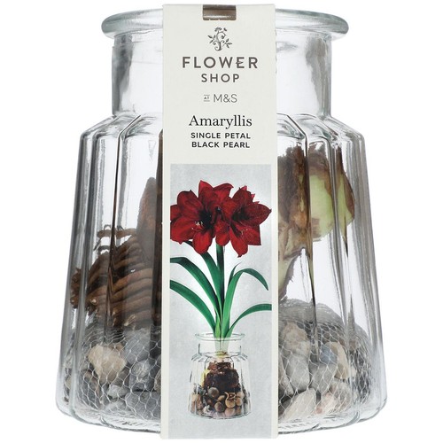 M&S Single Petal Amaryllis Black Pearl