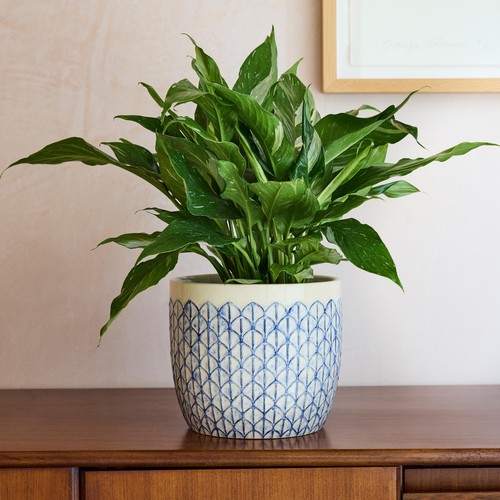 Burgon & Ball Collectors Indoor Pot 18cm Creme Geo