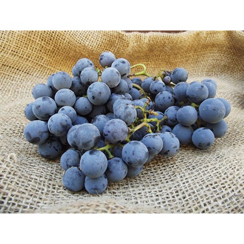 Natoora Strawberry Fragolina Grapes