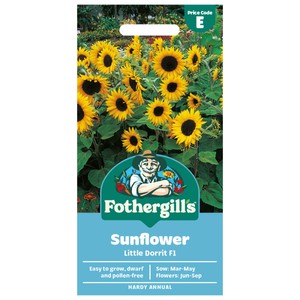 Mr Fothergill's Sunflower Little Dorrit F1