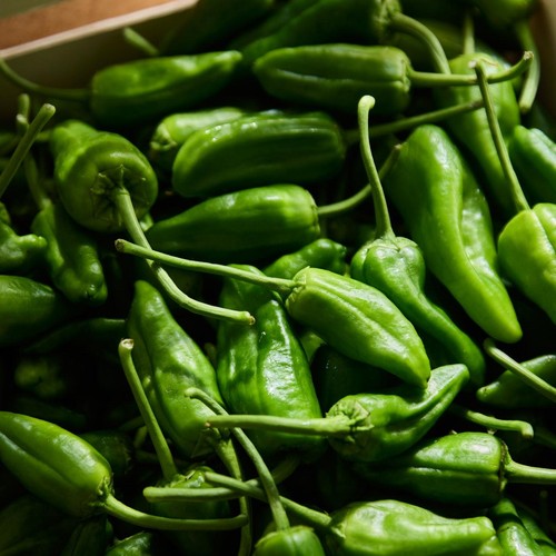 Natoora Padron Style Peppers