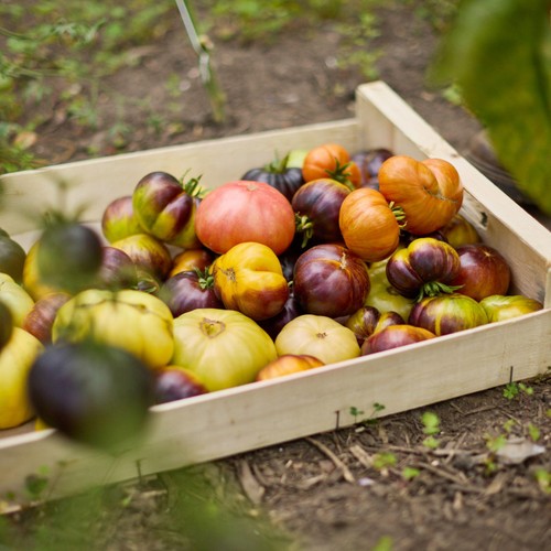 British Heirloom Tomato Selection