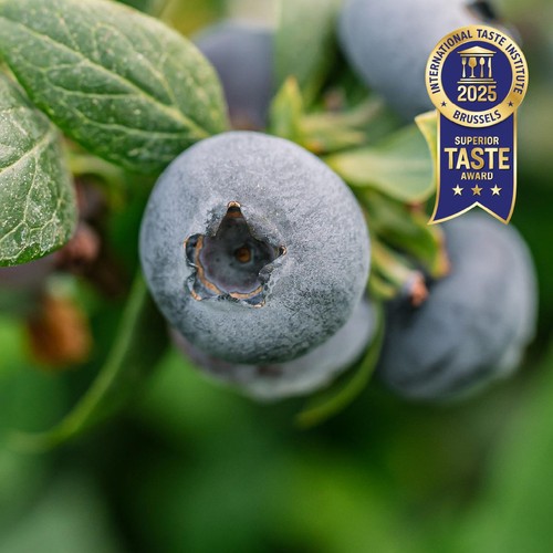 BerryWorld Blueberries