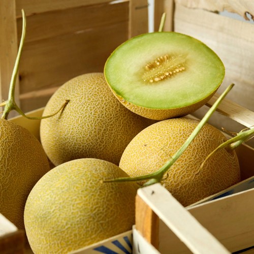 Natoora Sanlucar Sweet Melon