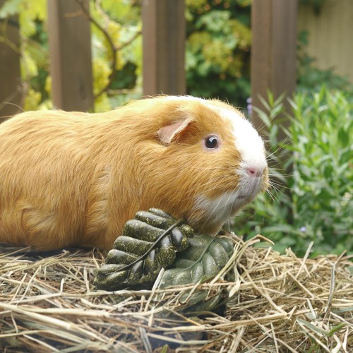 Veggie Burst Nibble Leaves