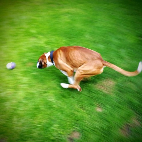 SportsPET High Bounce Ball For Pets, Dog Toy 6cm