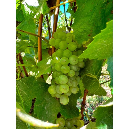 Errazuriz Reserva Pinot Grigio