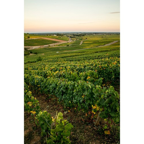 Louis Jadot Macon Blanc Villages, Grange Magnien