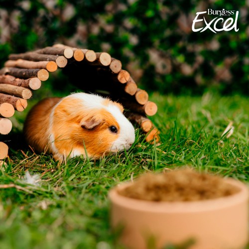 Burgess Excel Guinea Pig Food Nuggets with Mint