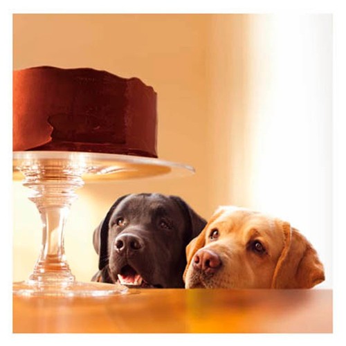 Dogs & Cake Blank Card