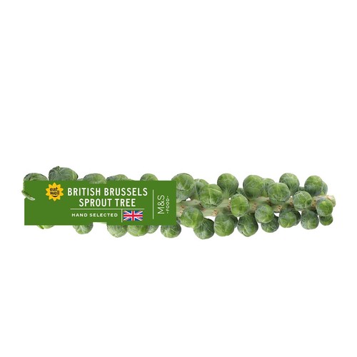 M&S British Brussels Sprout Tree