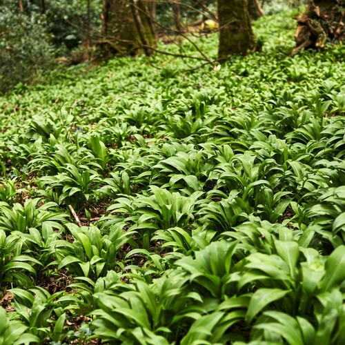 Natoora British Wild Garlic Leaves