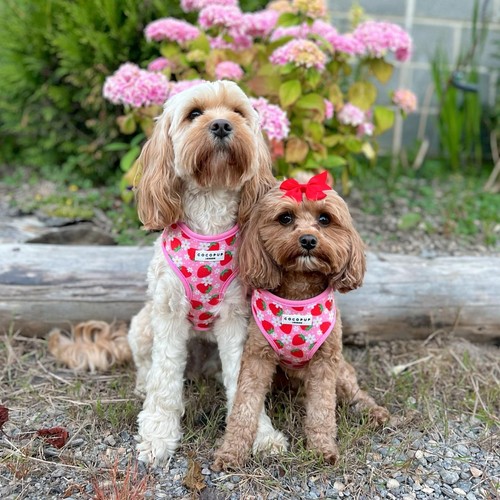 Cocopup London Pupberry Fields Dog Harness Small