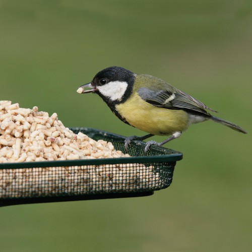 RSPB High Energy Suet Sprinkles