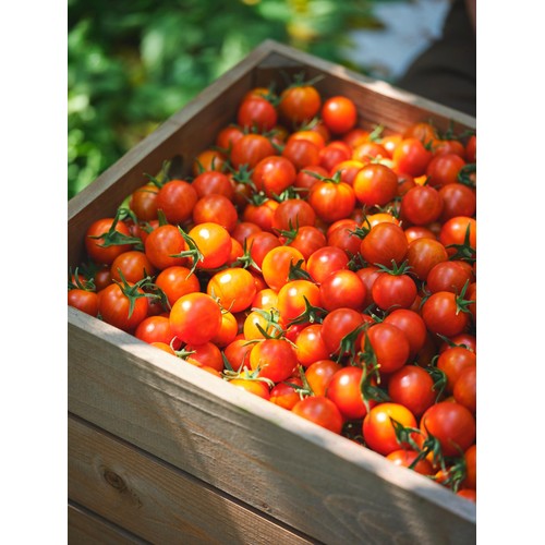 M&S Piccolini Vine Tomatoes