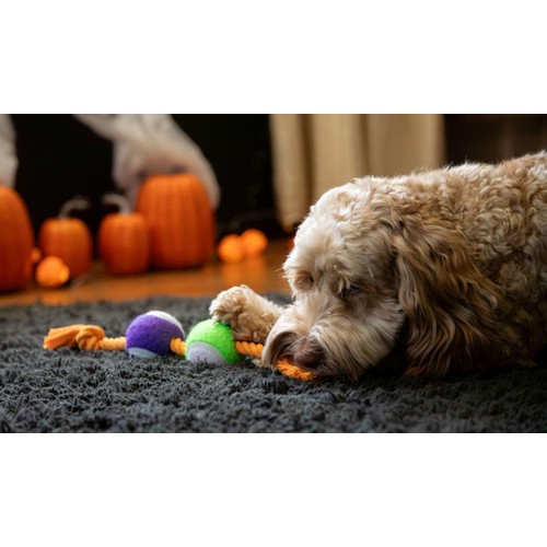 Spirit & Spook Goofy Eyes Rope Dog Toy