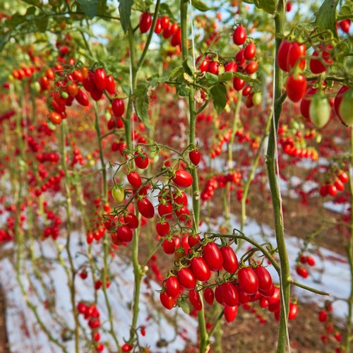 Natoora Sicilian Heritage Tomato Duo 