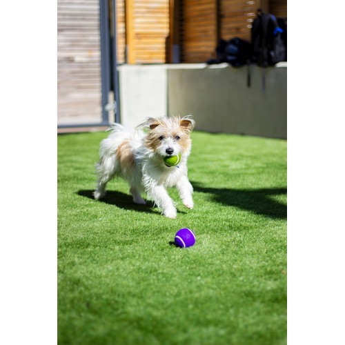 Battersea Tennis Balls 