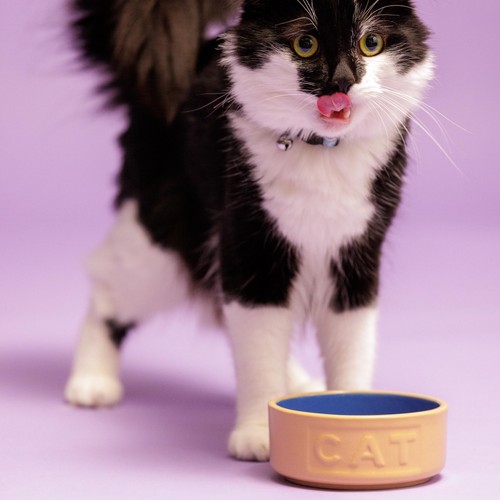 Mason Cash Cane/Blue Lettered Cat Bowl 13cm