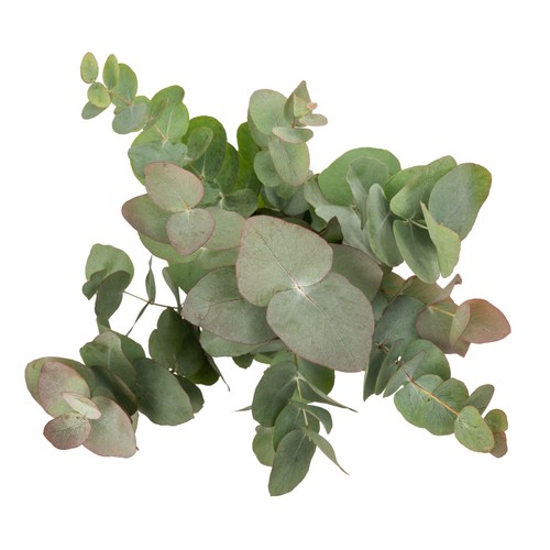 Eucalyptus